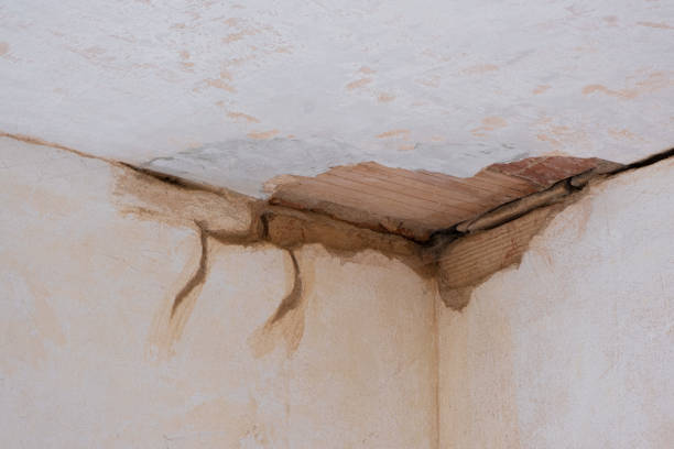 Best Water damage restoration mold remediation  in Imlay City, MI